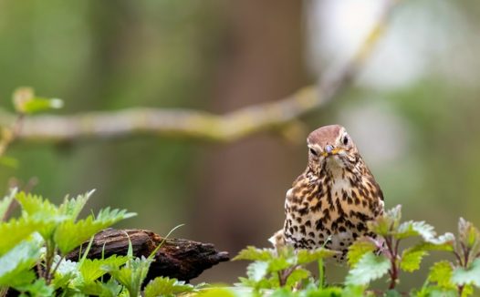 野生画眉鸟摄影图片