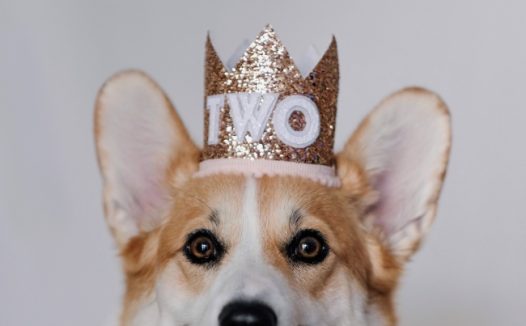 狗狗戴皇冠可爱图片