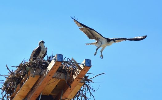 野生猛禽鱼鹰图片