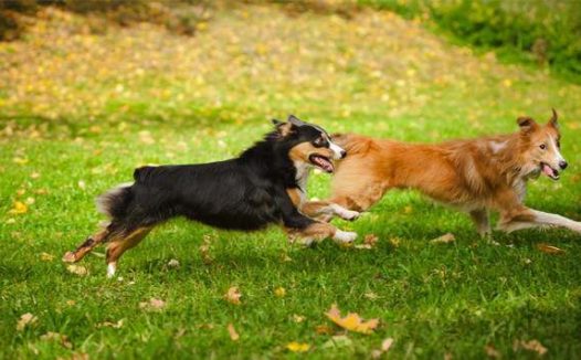 怎么和狗狗玩耍 你真的知道和狗狗互动吗