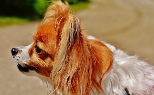 呆萌蝴蝶犬图片