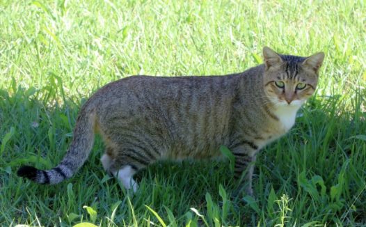 虎斑猫可爱图片