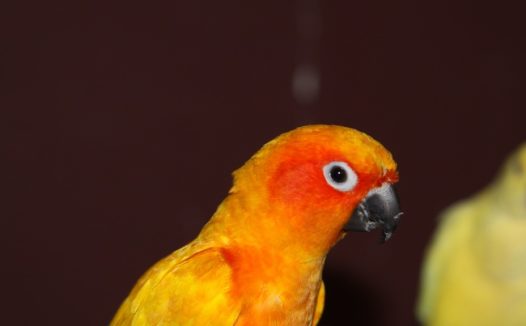 彩色鹦鹉可爱图片