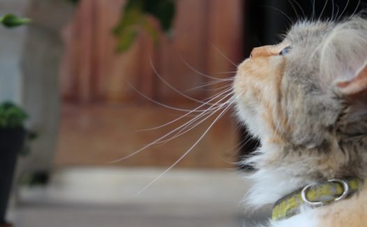 小花猫侧面头像图片