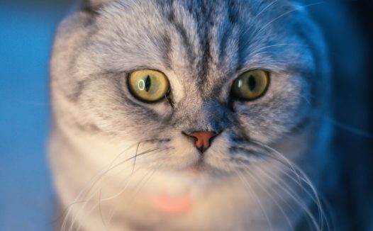 苏格兰折耳猫图片