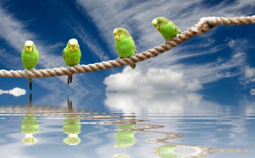 绿色长尾鹦鹉图片