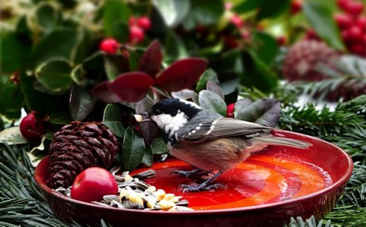 山雀鸟觅食图片