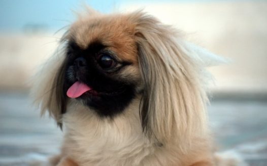 可爱的宠物狗狗图片