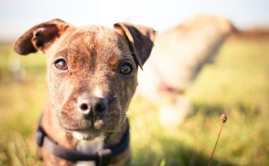 比特犬狗狗图片