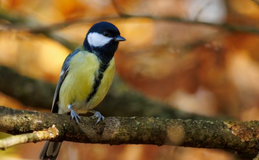站在树干上凝视远方的白脸山雀摄影图片