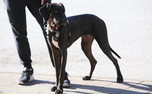 赛级杜宾犬图片