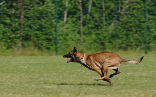 比利时牧羊犬图片