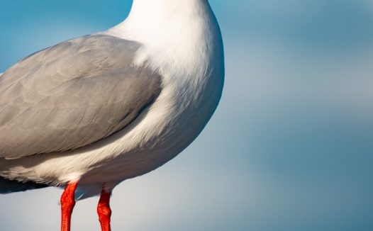 站在石头上的白色海鸥摄影图片