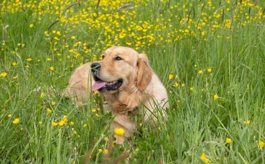 绿色草丛金毛猎犬图片