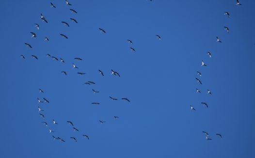 秋天大雁迁徙图片