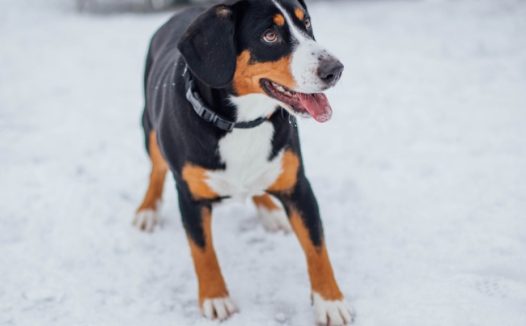 雪地里的大瑞士山狗图片