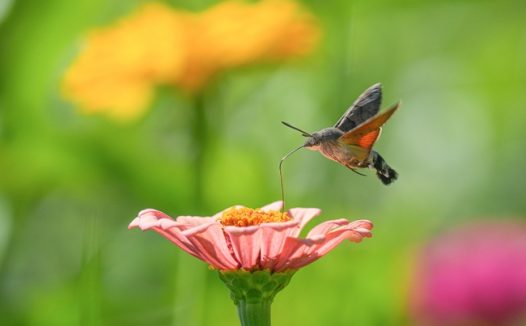 野生蜂鸟鹰蛾摄影图片