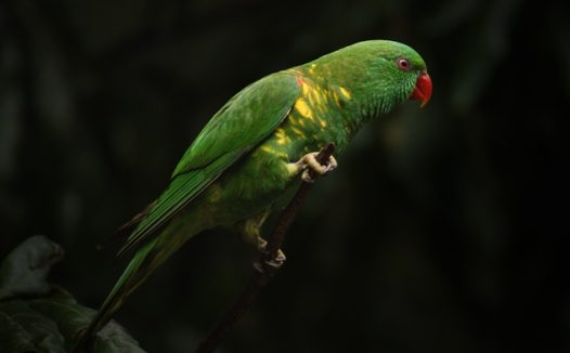 澳洲绿色长尾鹦鹉摄影图片