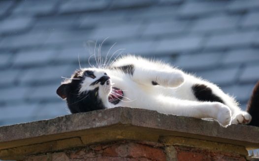 白色小猫晒太阳图片