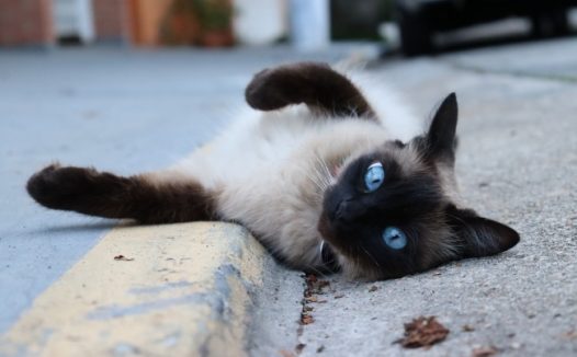 躺在地上的小猫图片