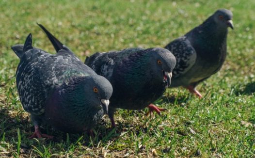 蓝灰色鸽子图片