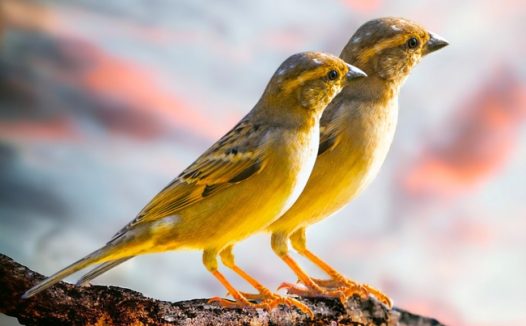 日暮黄昏一对黄莺摄影图片