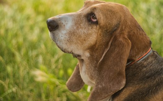户外巴吉度猎犬写真图片