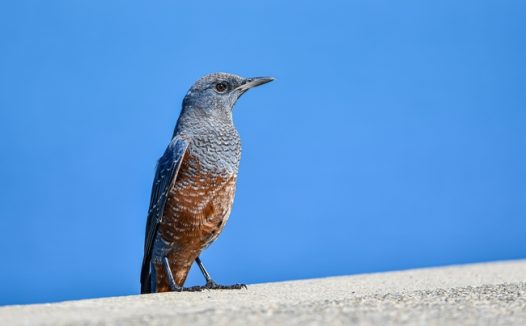 蓝岩画眉鸟图片