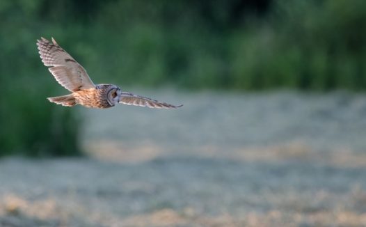 野生长耳鸮猫头鹰摄影图片