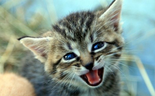 蓝眼睛猫宝贝图片