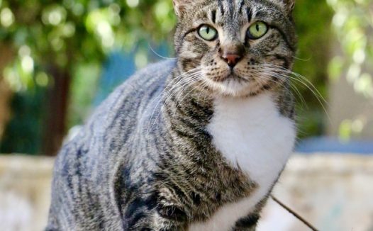 站立在院子里的家猫摄影图片