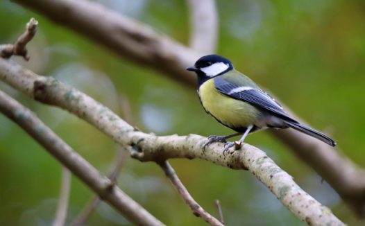 站在树枝上的野生黄腹山雀图片