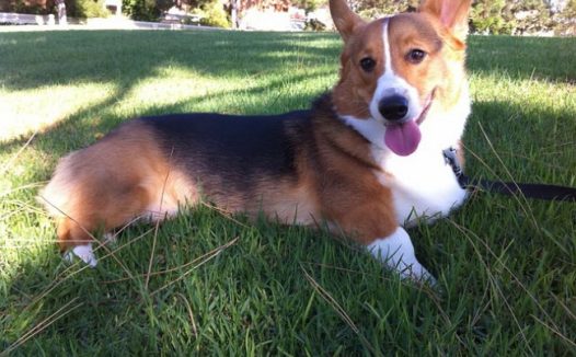 三色柯基犬图片