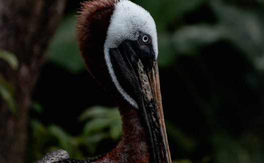 野生东部褐鹈鹕摄影图片