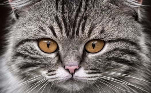 黑白单色调狸花猫摄影图片