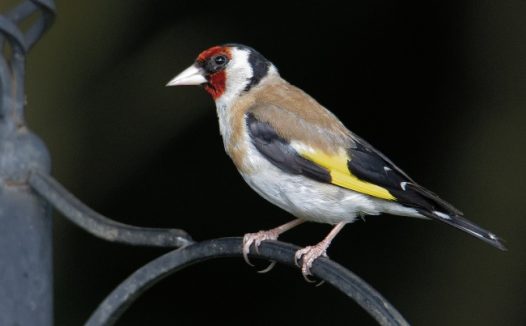 野生金翅雀图片