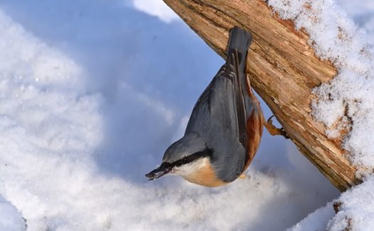 冬季雪地枯枝五十雀摄影图片