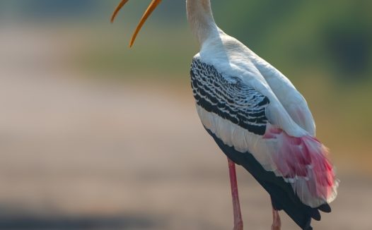 野生彩绘鹳摄影图片