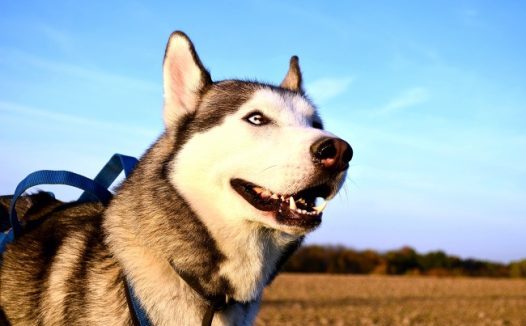西伯利亚雪橇狗图片