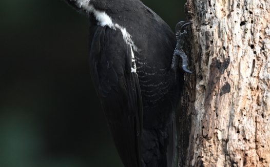 树和啄木鸟的图片