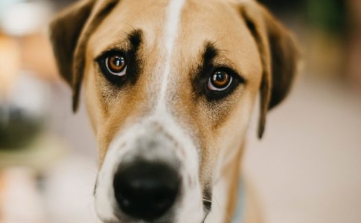 棕色短毛狗头部特写图片