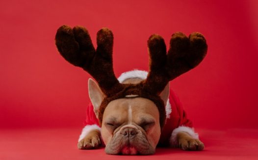 圣诞装狗狗图片