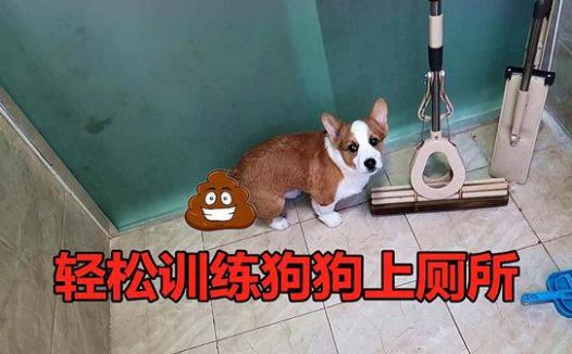 怎么训练幼犬大小便?