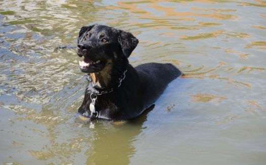 成年罗威纳犬图片
