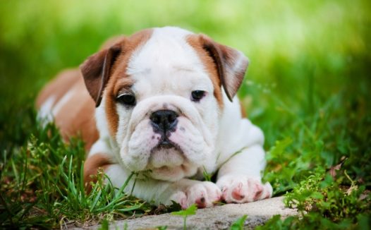 英国斗牛犬图片