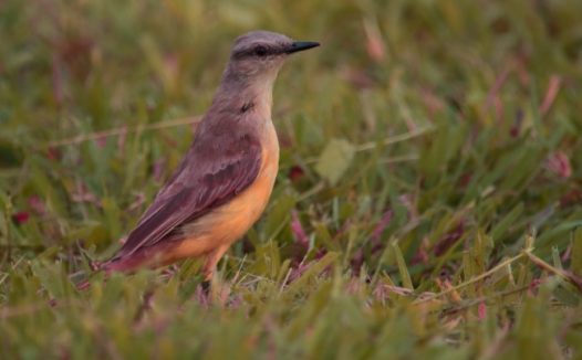 野生小鸟摄影图片