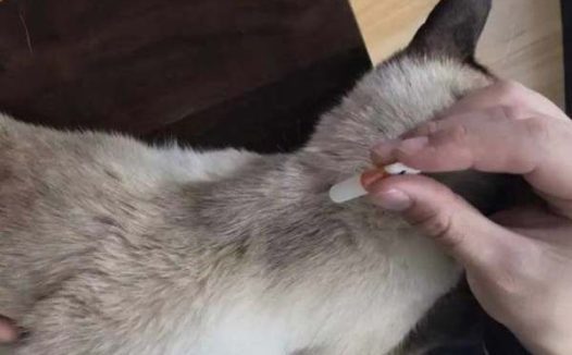 猫驱虫多久一次 体内体外