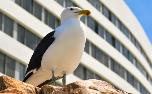 多米尼加海鸥摄影图片