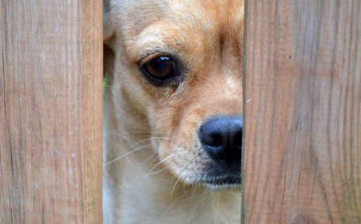 躲在木围栏后的小萌狗图片