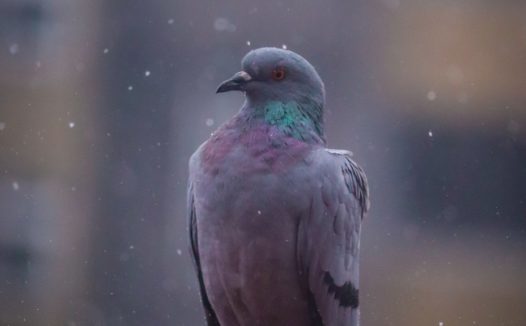 灰色鸽子摄影图片